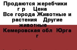 Продаются жеребчики 14,15 16 г.р  › Цена ­ 177 000 - Все города Животные и растения » Другие животные   . Кемеровская обл.,Юрга г.